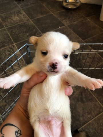 Chihuahua – 3 pomchis