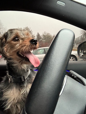 Yorkshire Terrier – need a new home asap ! NJ area