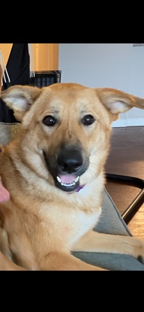 Golden Retriever – Shepherd/Golden Retriever Mix