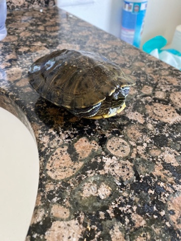 Any – red eared slider looking for new home