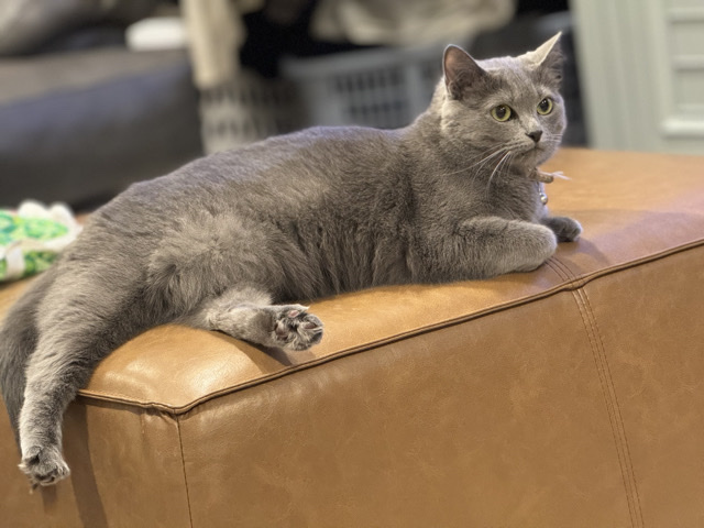 Russian Blue – Addison – Rockwall