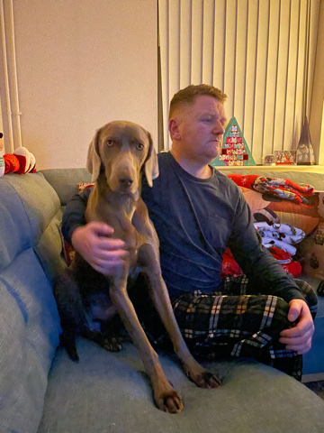 Weimaraner – Weimaraner male for sale