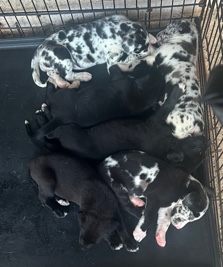 Great Dane – puppies for sale