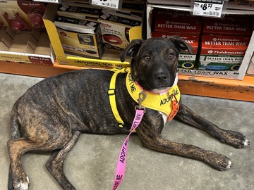 Catahoula Cur – Roo available for loving home – Boise
