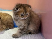 British Longhair – British long hair kitten – Dubai