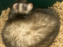ferret – Eddie