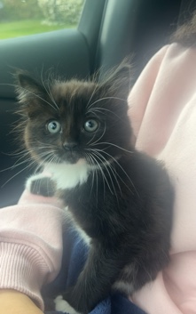 Tuxedo cat