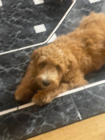 beautiful Goldendoole looking for a forever home