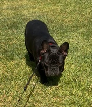 French Bulldog – FRENCHIE 9 month ***