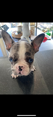 French Bulldog – Merle French Bulldog Puppy