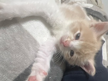 KITTENS – West Chicago