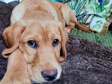 Labrador Retriever – Labrador redfox – Kempten (Allgäu)
