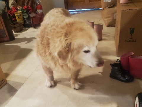 Golden Retriever – Golden Retriever for Rehoming – Los Angeles
