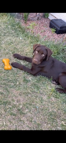 Labrador Retriever – chocolate lab