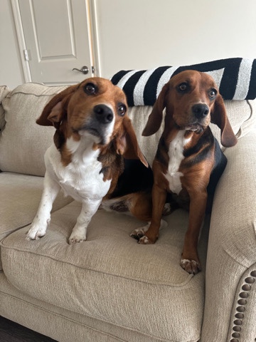 Beagle – Friendly beagle puppies need to be rehomed immedia