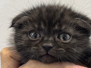 Scottish Fold - قط سكوتش ذكر available for adoption in Riyadh