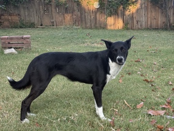 Belgian Shepherd Dog (Malinois) - Border Collie  available for adoption in Tulsa