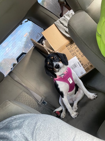 Beagle – Rehome