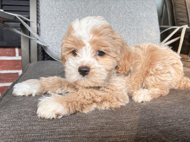 Cavapoo – CKC Registered Cavapoo Puppies – 8 Weeks Old – Commerce