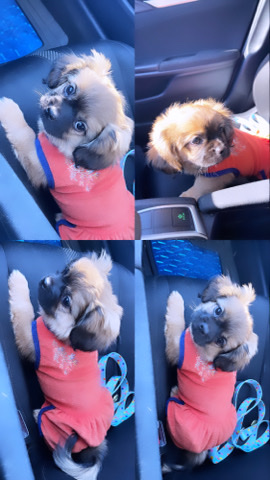 Shih Tzu – Mari