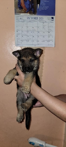 German Shepherd – german shepherd puppies