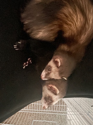 ferret – two marshal ferrets