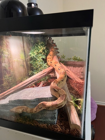 Any – Red Tail Boa