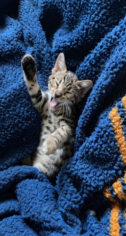 Bengal – Tigger