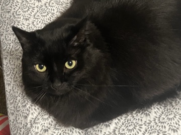 long hair black male cat – Atlanta