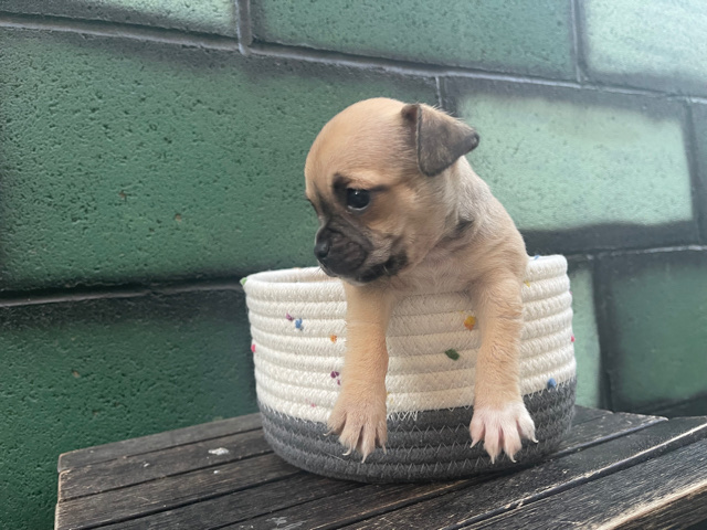 Pug – baby pugs