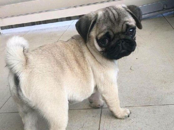 Pug – Filhote de Pug