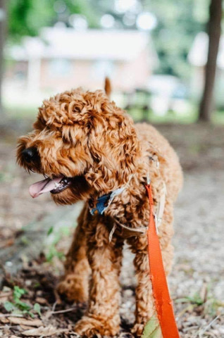 Poodle – Cockapoo For Sale (We are moving)