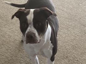 American Pit Bull Terrier – Kali needs a new home! – Euclid