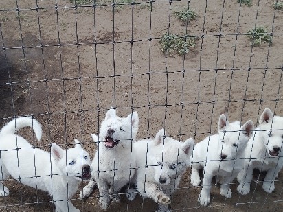 Siberian Husky – husky pups – Roy