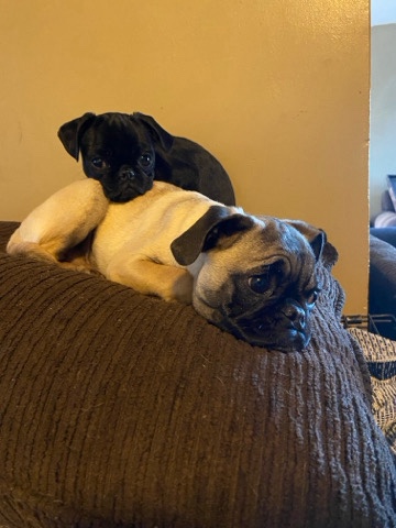 Pug – pugsly