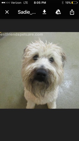 Irish Terrier – New home needed, no fee.  New condo too small