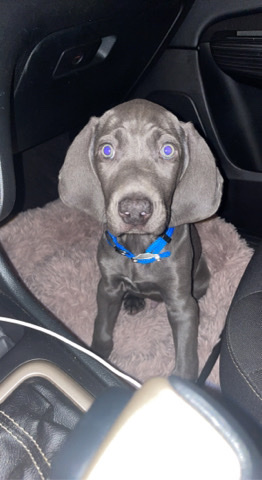 Weimaraner – Weimaraner Puppy looking for new home