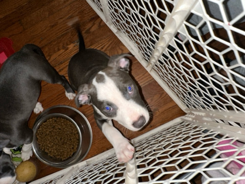 puppy
