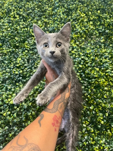 Russian Blue – Russian Blue Kitten