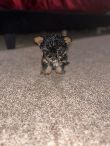 Yorkshire Terrier – Yorkie puppy
