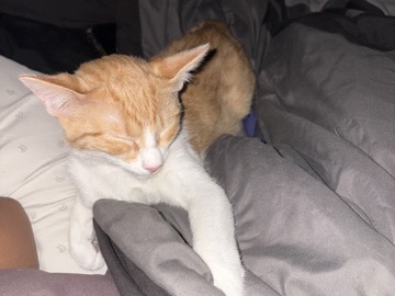 two orange tabby cats for free – Lyndon