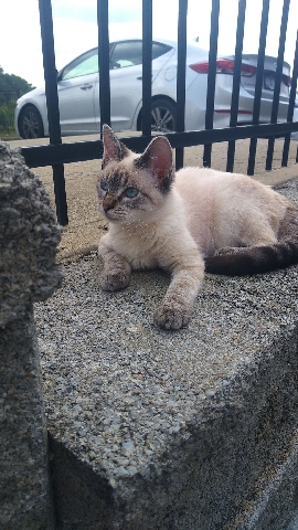 Siamese – selling/rehoming