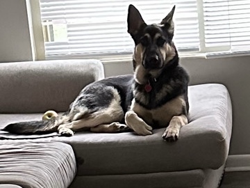 German Shepherd – Re-homing German Shepherd – Grandview Heights