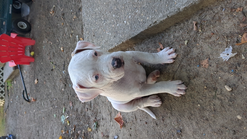 American Staffordshire Terrier – Pitbull puppies