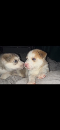 Siberian Husky – pure husky