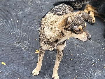 Chihuahua – Chihuahua – Newman