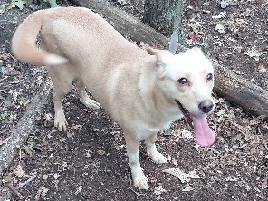 Labrador Husky – Friendly Labrador Husky Mix for free in Beckley – Beckley