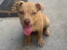 American Pit Bull Terrier – American pitbull – Sacramento