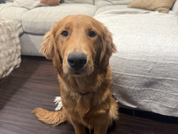 Golden Retriever – 6 month old, pure bread “red” golden retriever – Tacoma