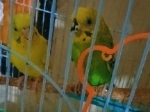 Lovebird – lovbirds sell ankleshwar gj16 – Ankleshwar